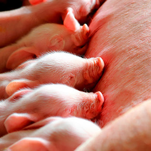 Little pigs